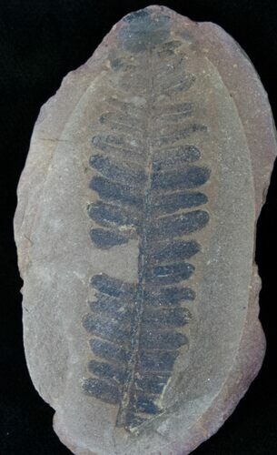 Million Year Old Fern Fossil #14519